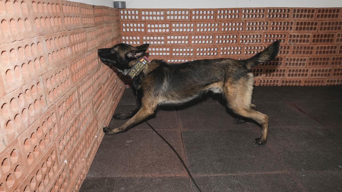Entrenamiento de los perros del Grupo de Guías Caninos de la Policía Local de Las Palmas de Gran Canaria