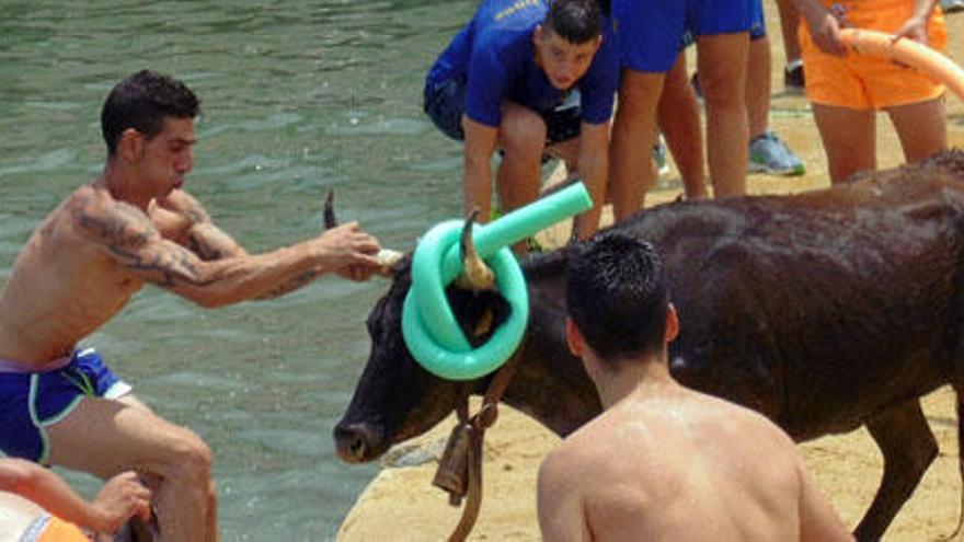 Los peligros de arrastrar al agua a los «bous a la mar»