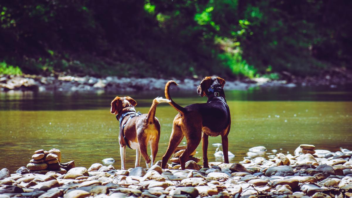 La ley animal cosecha aun más detractores y aumenta el riesgo de sucumbir