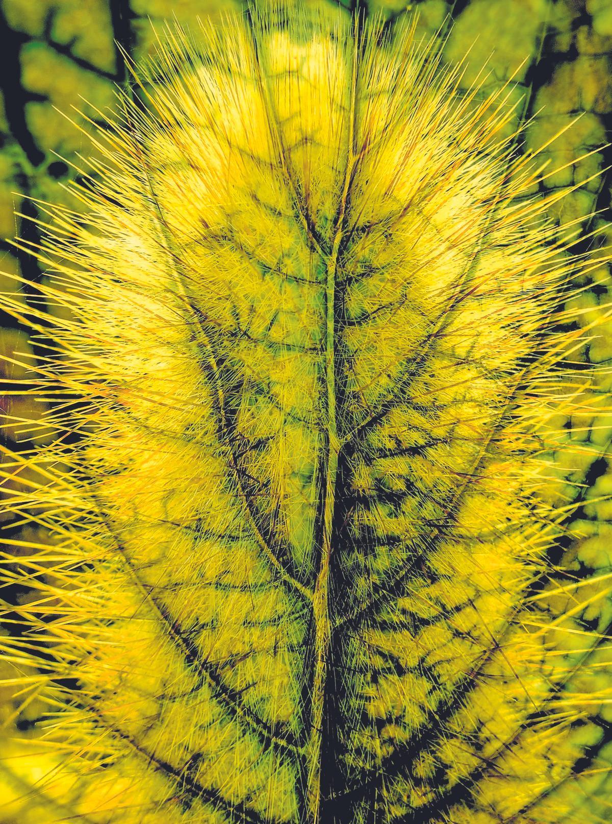 Imágenes de la serie ‘Mystic' de María Pisaca