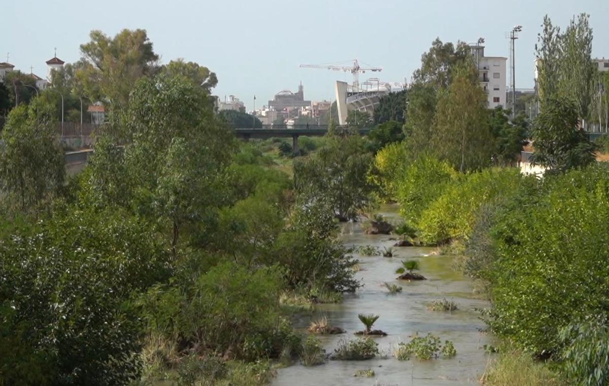 Vegetación de gran envergadura en el cauce del río Guadalmedina.