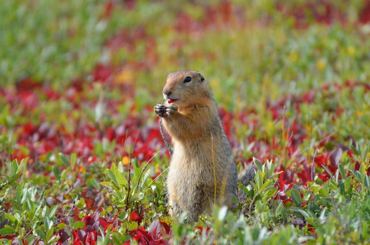 Una ardilla de tierra ártica juvenil forrajeando cerca de la estación de campo Toolik en el norte de Alaska.