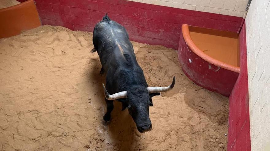 Benavente recibe a Glorificado, como una lechuga tras 714 kilómetros