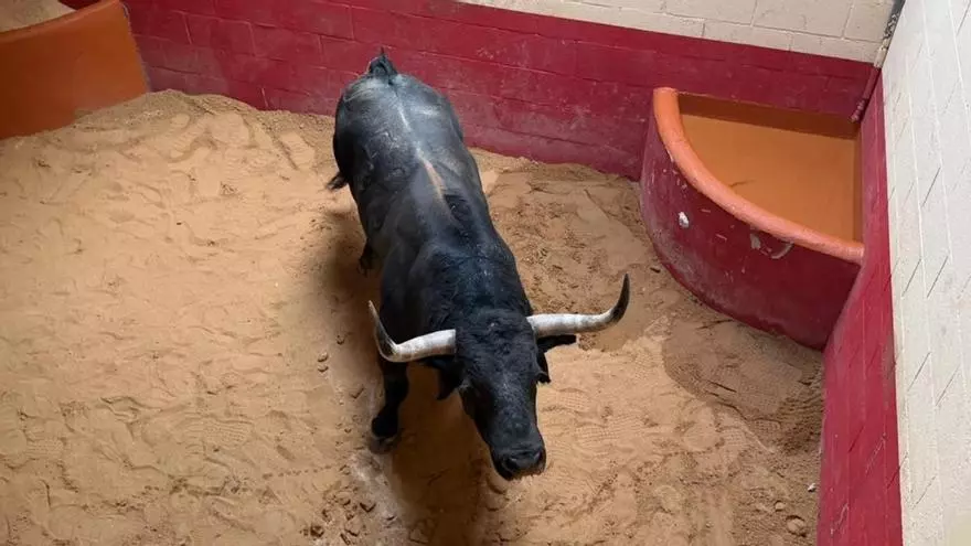 Benavente recibe a Glorificado, como una lechuga tras 714 kilómetros