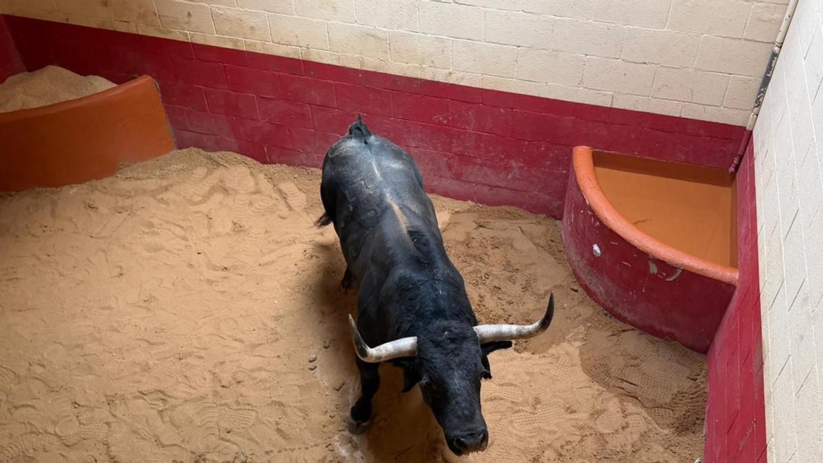 Benavente recibe a Glorificado, como una lechuga tras 714 kilómetros