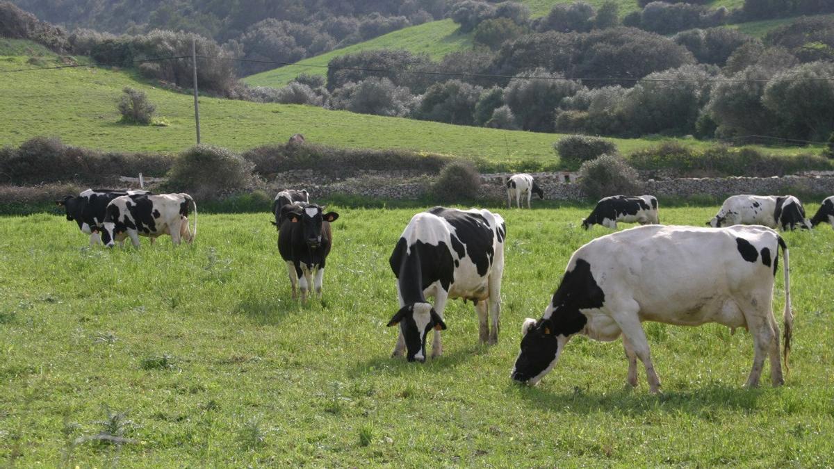 Balears, declarada zona libre de tuberculosis bovina