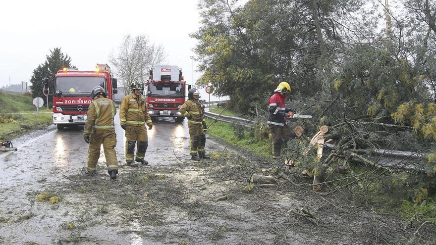 Caída de árboles cerca de A Batundeira, tras el paso de &quot;Gisele&quot; . // Iñaki Osorio