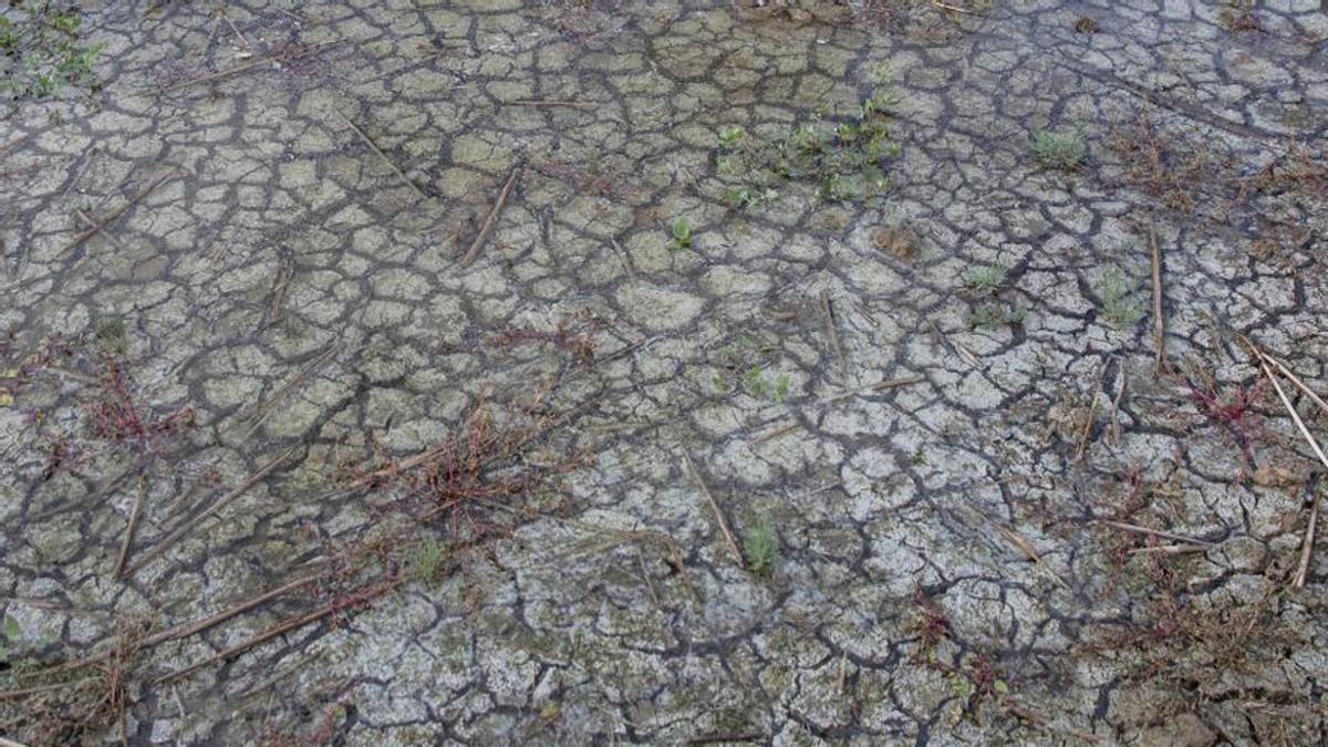 Zonas con escasez de agua en los últimos años, en los Aiguamolls de l'Empordà.