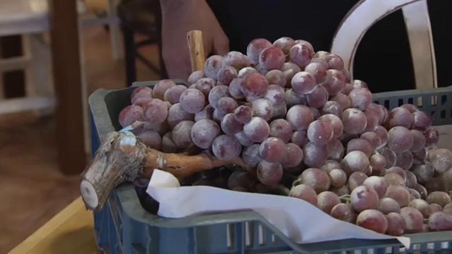 Un agricultor consigue un racimo de uvas de diez kilos