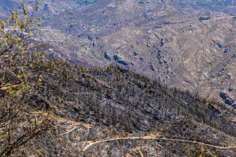 Consecuencias del incendio: De Valleseco a Artenar