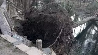 El vendaval tumba 23 árboles del icónico parque de Sant Vicent de Llíria