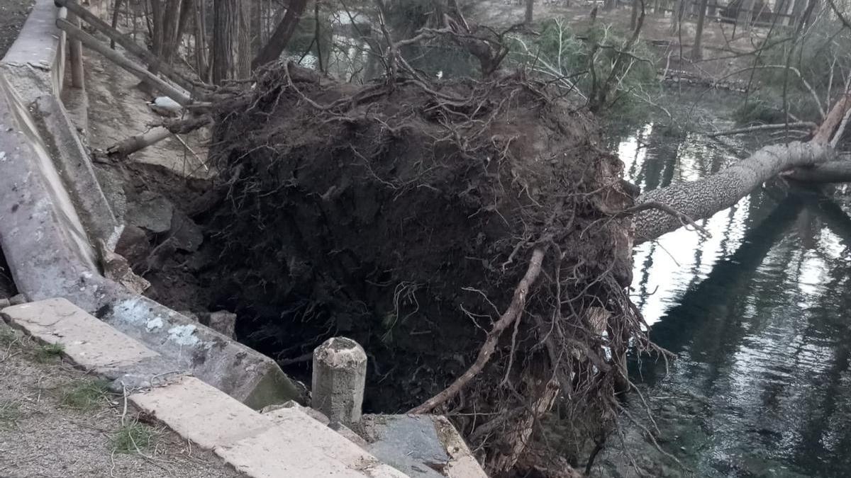 El vendaval tumba 23 árboles en el parque de San Vicent de Llíria