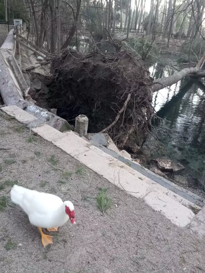 El vendaval tumba 23 árboles en el parque de San Vicent de Llíria