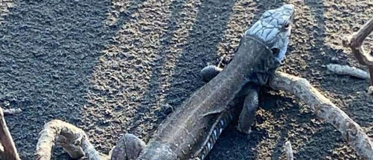 Tres quilòmetres de col·lapse ecològic: les espècies més afectades per l’erupció del volcà