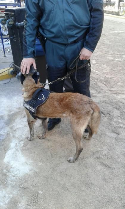 El servicio cinológico de la Guardia Civil participa en la celebración de San Antonio Abad en Manises