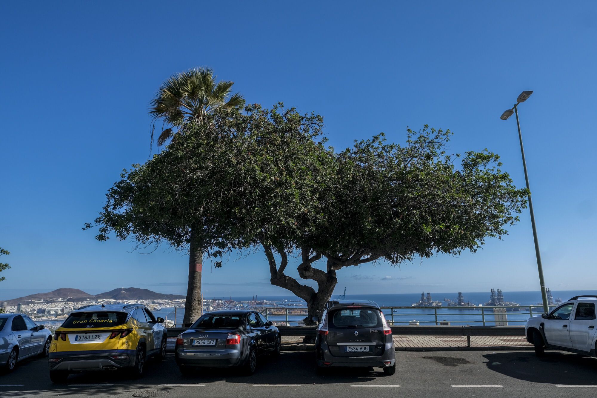 Árboles singulares en Ciudad Alta, en Las Palmas de Gran Canaria