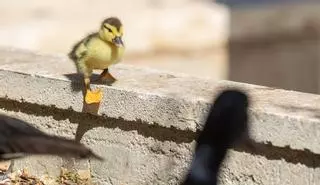 Nuevos patos en el Campus de la UA