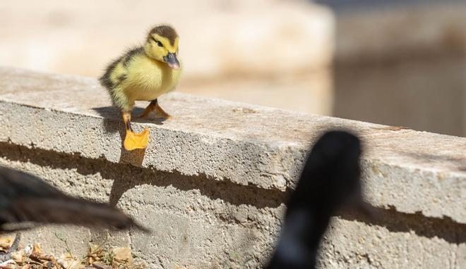 Nuevos patos en el Campus de la UA