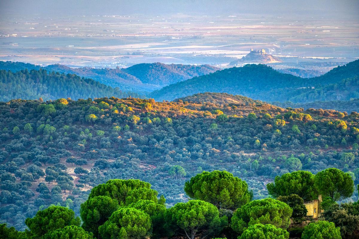 Colinas boscosas con el Castillo de Almodóvar a lo lejos