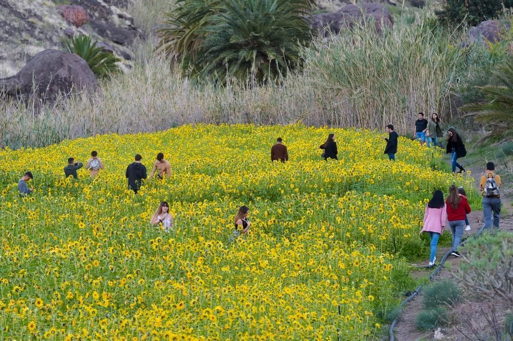 Girasoles en Guayedra (Agaete)