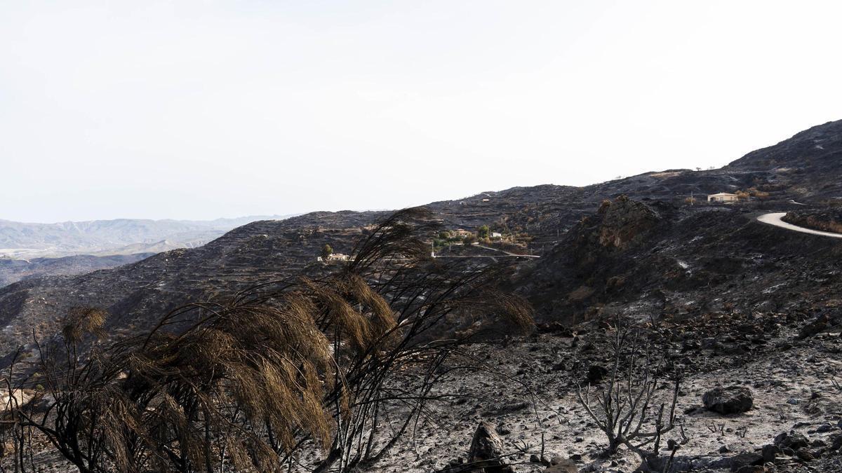 Zonas afectadas por el incendio forestal de Los Gallardos (Almería). A 15 de julio de 2026 en Bédar, Almería (Andalucía, España) (Foto de archivo).