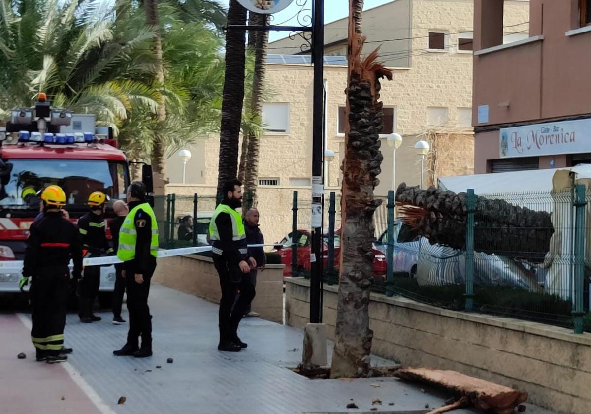 El tronco de la palmera ha impactado directamente sobre la terraza de un bar de Orihuela.