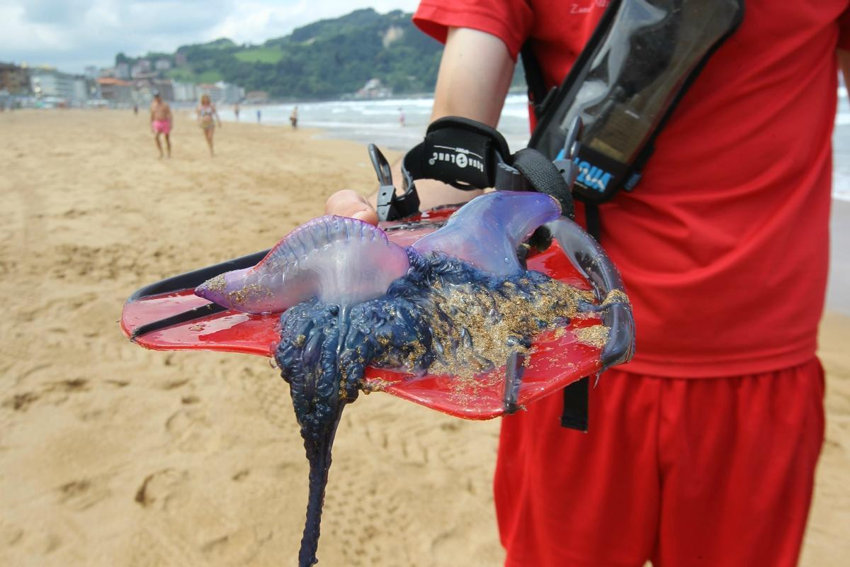 Una carabela portuguesa en la playa de San Sebastián.