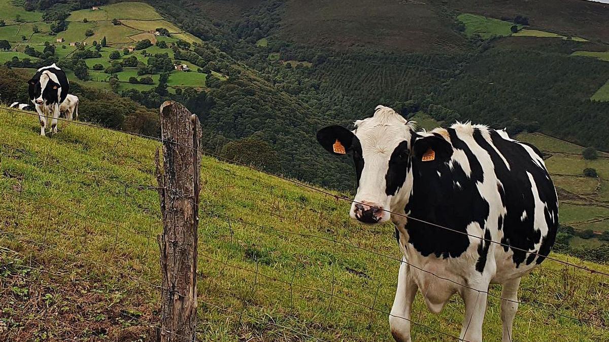 Frisonas en Tineo a 1.000 metros de altitud.