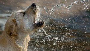 Un perro juega con el agua.