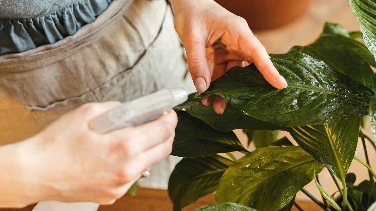 Una persona pulveriza líquido sobre las hojas de una planta