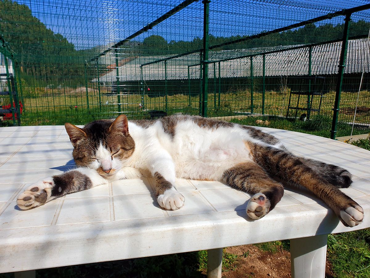 Gondomar protege a sus 70 gatos callejeros