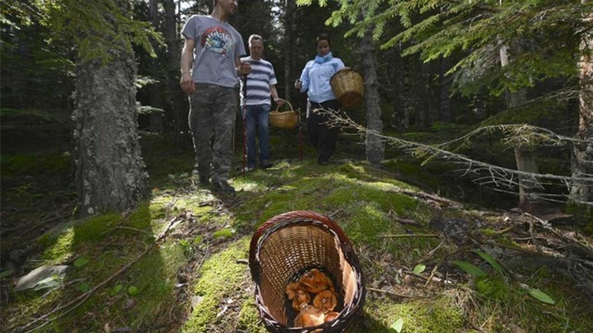 'Boletaires' en el bosque en Sant Joan de l'Erm (Alt Urgell), la semana pasada