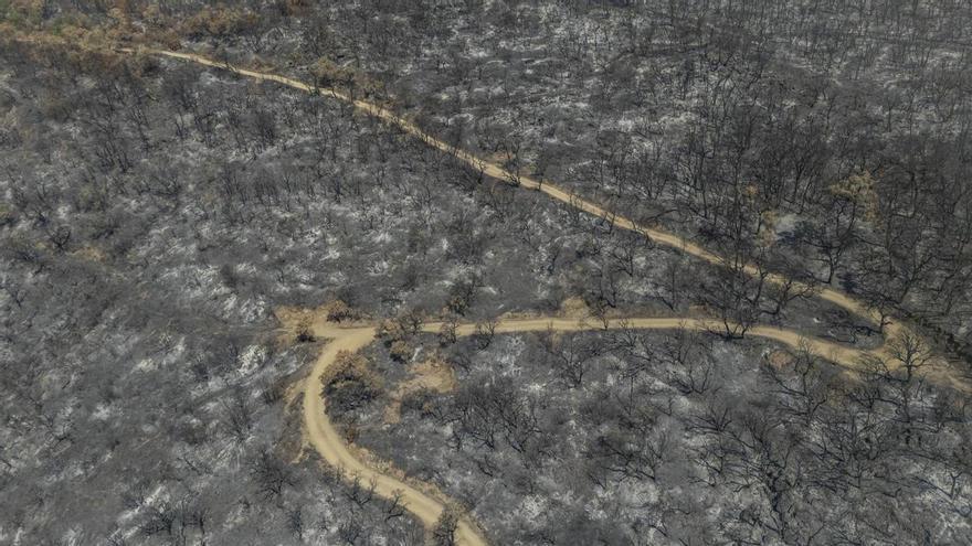 Unió de Pagesos reclama al Govern l'augment fins als 20 milions d'euros el pressupost destinat a la gestió forestal