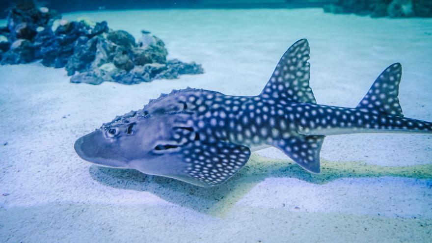 Del Japó a l’Oceanogràfic: el viatge de cinc taurons ratlla
