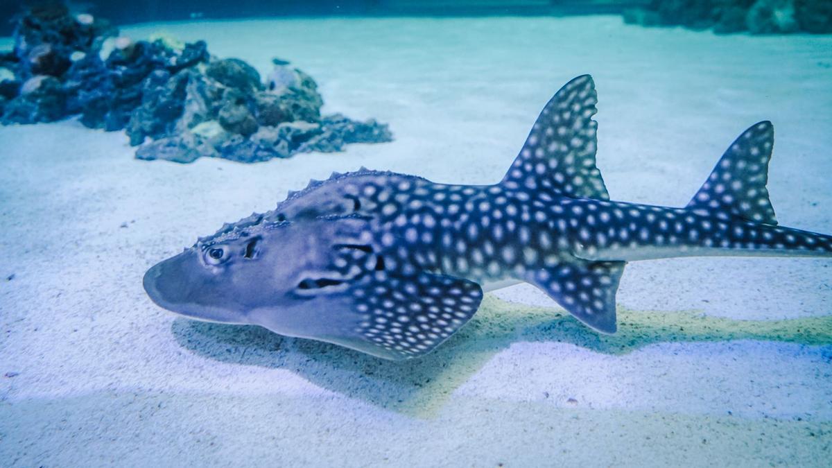 Una de les 'rhinas' de l'Oceanogràfic.