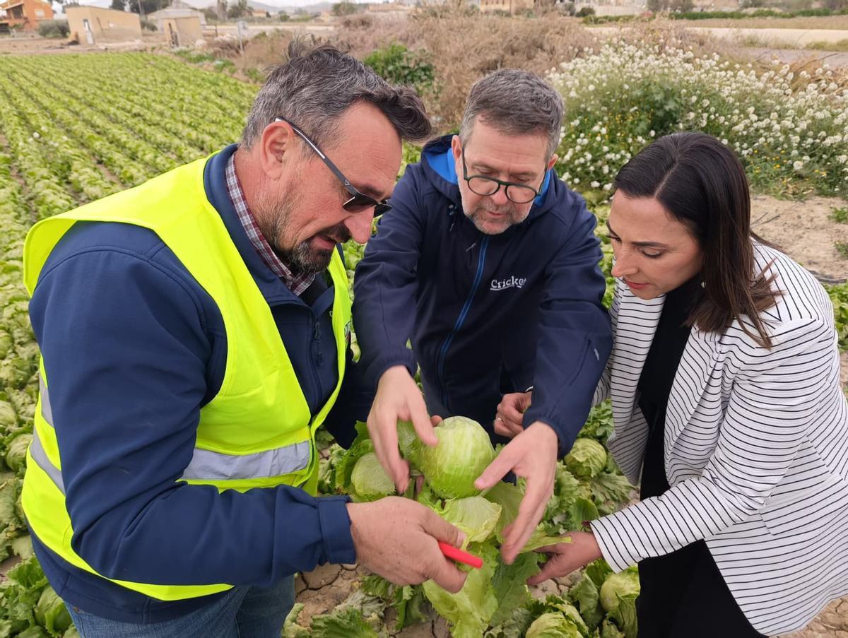 Plantaciones de lechuga, de brócoli, de coliflor, de alcachofa, afectadas por la plagas.