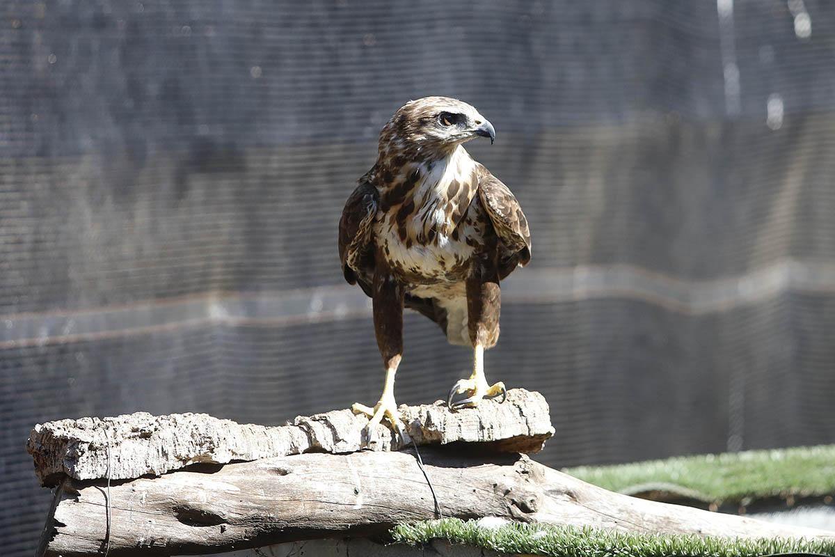 El Centro de recuperación de especies amenazadas de Córdoba, en imágenes