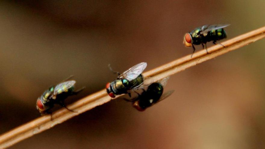 Adiós a los insectos en el hogar con esta mezcla que se ha vuelto viral