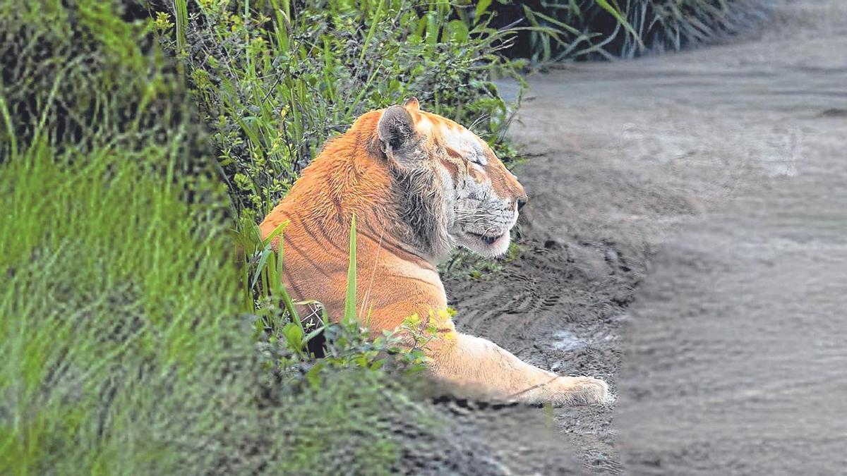 El tigre daurat que va ser albirat a l'Índia