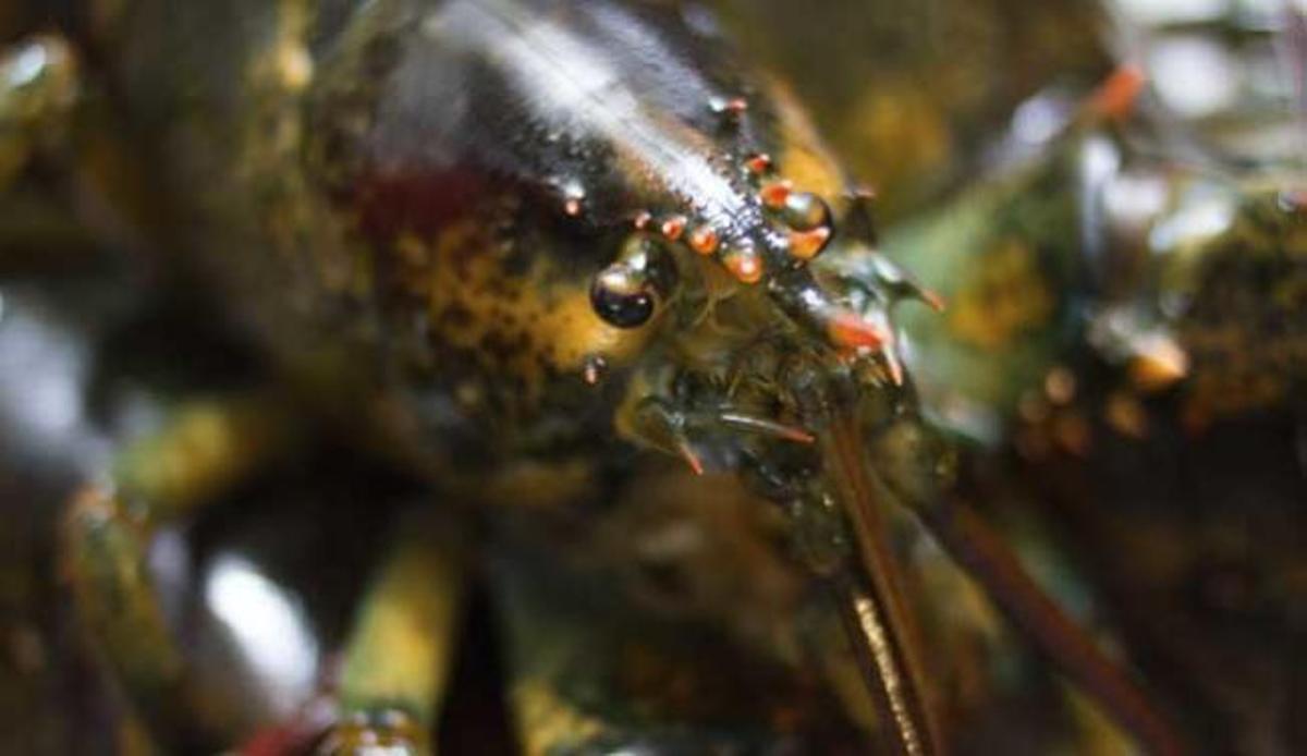 Los métodos de cortejo animal más curiosos
