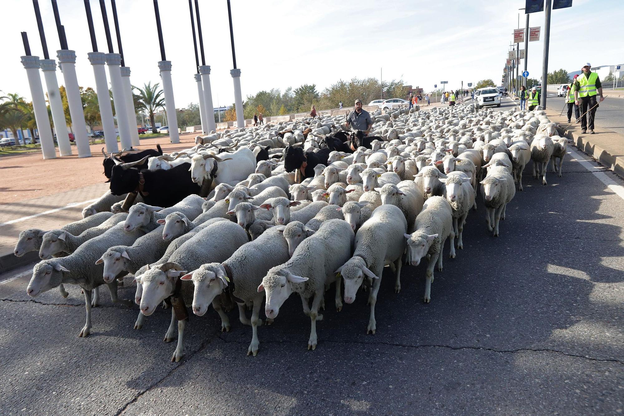 Trashumancia: Un rebaño de ovejas por la Calahorra