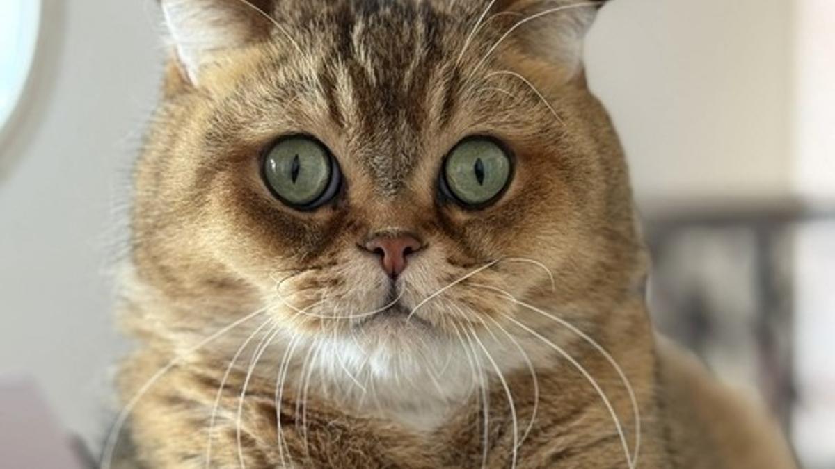 Kai, el gatito que se ha perdido en Gavà (Barcelona).