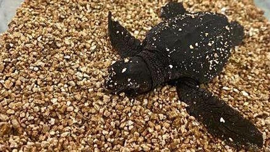 La primera tortuga marina de la puesta de Ibiza nacida este fin de semana.