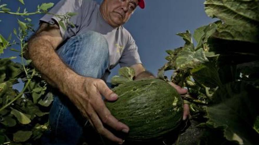 El melón de Carrizales empieza a venderse fuera de la provincia
