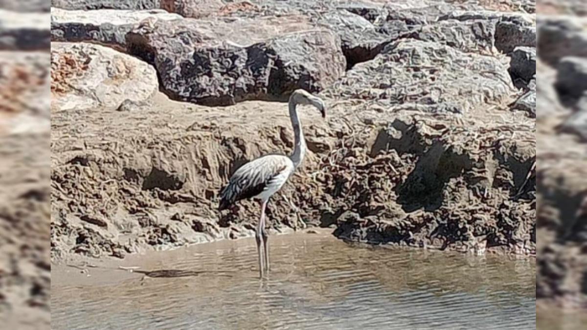 Es más habitual ver esta especie en la provincia en los humedales de Cabanes o Almenara.