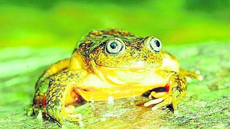 Descubierta una rana dorada en los Andes de Perú