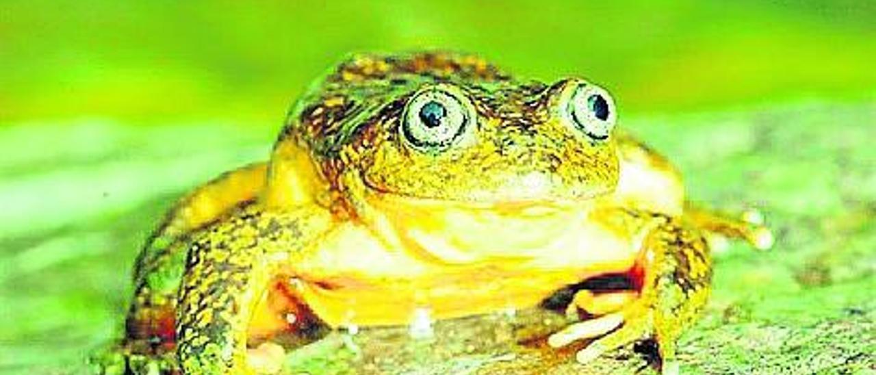 Descubierta una rana dorada en los Andes de Perú