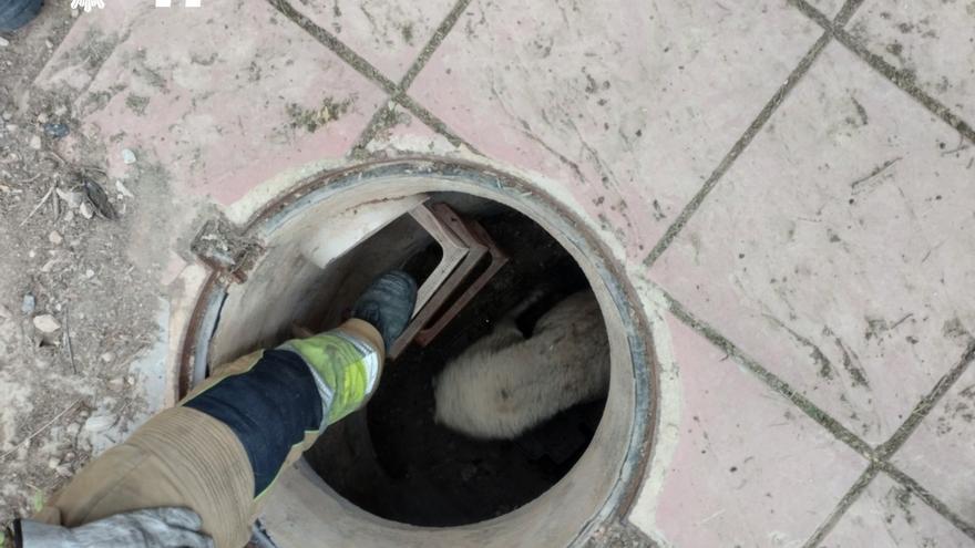 Rescatan a una oveja caída a un pozo en Gea y Truyols