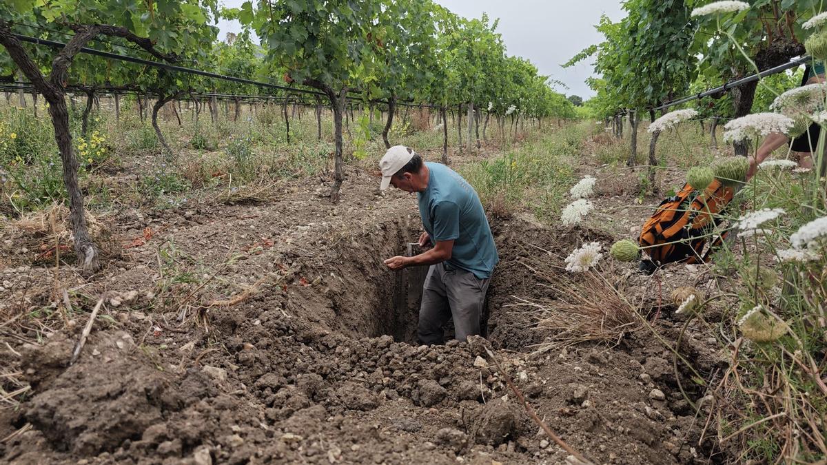 El estudio de los tipos de tierra en las viñas de Mallorca, en imágenes