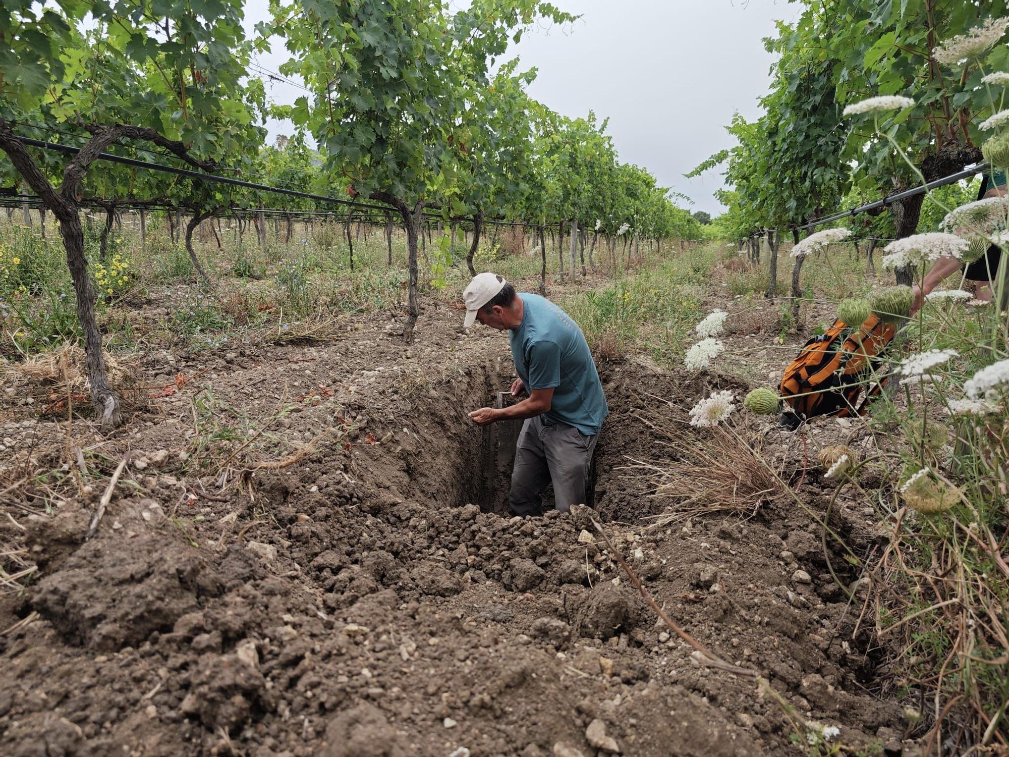 FOTOS | El estudio de los tipos de tierra en las viñas de Mallorca, en imágenes